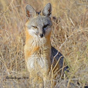 Gray Fox from Arizona