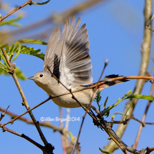 Lucy's Warbler 