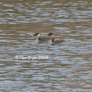 Red-necked Grebes in Goochland County, Virginia