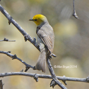 Verdin