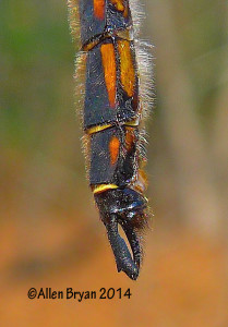 Robust Baskettail (male)
