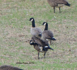Two Cackling Geese in Henrico County