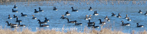 Greater White-fronted Geese in Prince George County 12/7/14