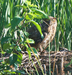 Immature Great Horned Owl, Charles City County, in marshy impoundment