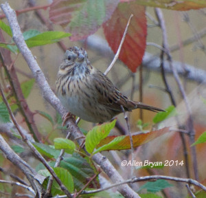 Lincoln's Sparrow in Henrico County