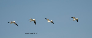 Ross's Geese in flyby along Turkey Island Road in eastern Henrico County, Virginia on December 27, 2014