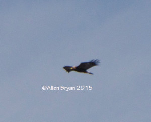 Golden Eagle in Highland County, Virginia on January 11, 2015; one of observed during the day