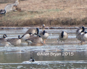 Greater White-fronted Goose in Goochland County, Virginia on January 11, 2015