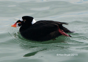 Surf Scoter (male) at CBBT Island #1, Virginia