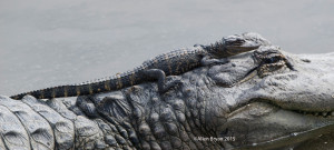 Alligator with young in southern Texas