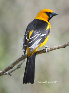 Altamira Oriole in southern Texas