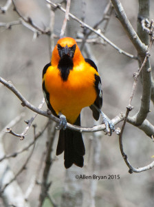 Altamira Oriole in southern Texas
