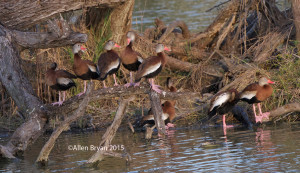 Black-bellied Whistling Duck in Brownsville, Texas