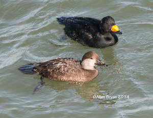 Black Scoter (male & female) in Chesapeake Bay, Virginia