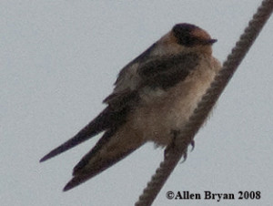 Cave Swallow in Charles City County, Va.