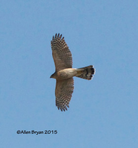 Cooper's Hawk (adult) in Augusta County, Va.