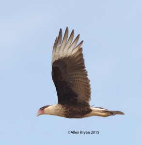 Crested Caracara in southern Texas