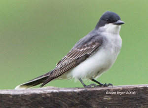 Eastern Kingbird from Goochland County, Virginia