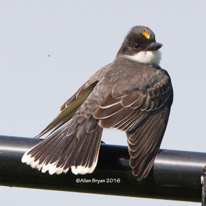 Eastern Kingbird- displaying