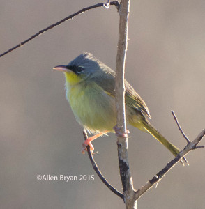 Gray-crowned Yellowthroat at Estero Llano State Park, Texas