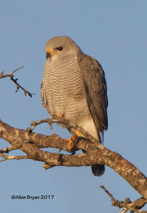 Gray Hawk from Bentsen-Rio Grande State Park, Texas