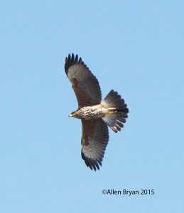 Harris's Hawk (juv.) in southern Texas