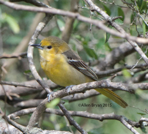 Hooded Oriole in southern Texas