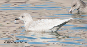 Iceland Gull in Colonial Heights, Virginia