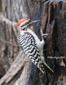 Ladder-backed Woodpecker (male) @ southern Texas