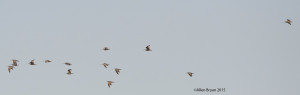 Flock of Long-billed Curlew in southern Texas