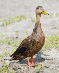 Mottled Duck from southern Texas