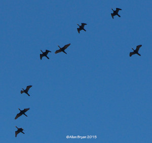 Flock of Neotropical Cormorants