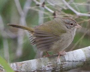 Olive Sparrow in southern Texas