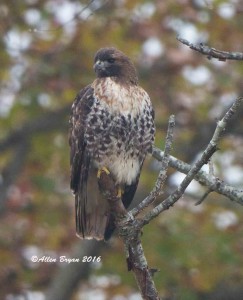 Red-tailed Hawk (abieticola) from Charles City County, Virginia