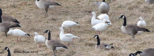 Ross's Geese with Canada Geese in Augusta County, Va.