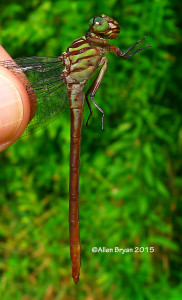 Russet-tipped Clubtail- female