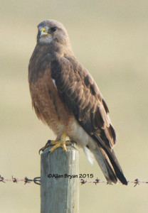 Swainson's Hawk, intermediate morph from Montana