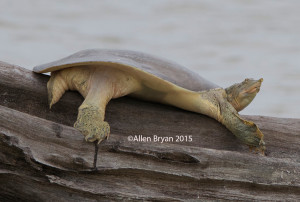 Texas Soft-shelled Turtle @ Estero Llano State Park, Texas