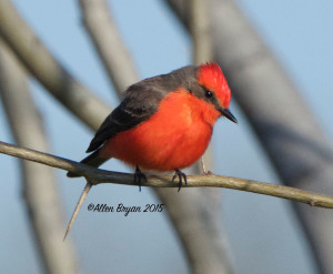 Vermillion flycatcher