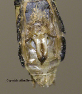 Maine Snaketail (female) sub-genital plate