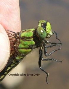 Maine Snaketail (female) thorax
