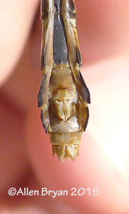 Pale Snaketail, female, sub-genital plate; from Montana