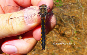 Female Robust Baskettail in Sussex County, Virginia