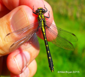 Spine-crowned Clubtail, female