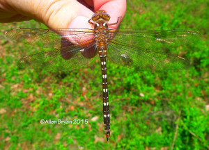 Twin-spotted Spiketail in Fluvanna County, Virginia
