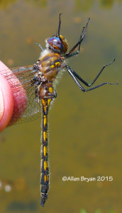 Beaverpond Baskettail (male) in Highland County, Virginia on May 23, 2015