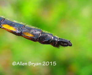 Beaverpond Baskettail  (male) terminal appendages