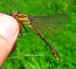 Lateral view of general female Cocoa Clubtail