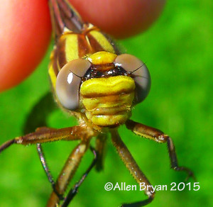 Frontal view of teneral female Cocoa Clubtail