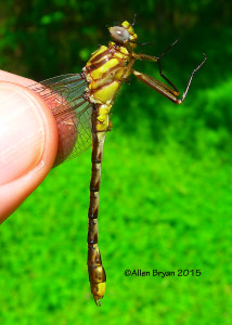 Lateral view of general male Cocoa Clubtail